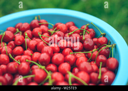 Cerise rouge sucré frais dans un bol. Sweet Cherry ripe. Petits fruits d'été. Jardin de la récolte. Les baies fraîches. La récolte de cerises douces. Cerises rouges mûres close-up. Banque D'Images