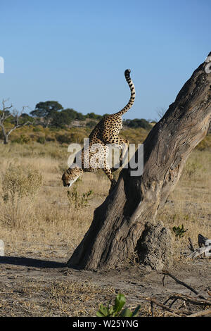 Le saut vers le bas de l'arbre de guépard Banque D'Images