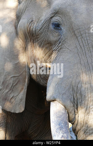 Fermer les yeux jusqu'à l'éléphant Banque D'Images