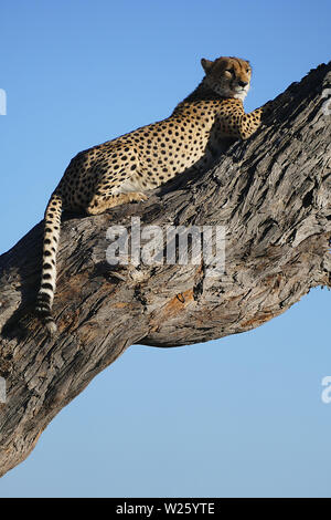 Le guépard se reposant dans tree Banque D'Images