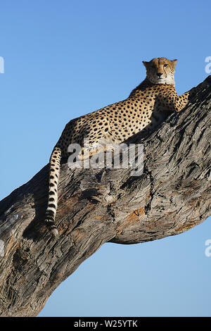 Le guépard se reposant dans tree Banque D'Images