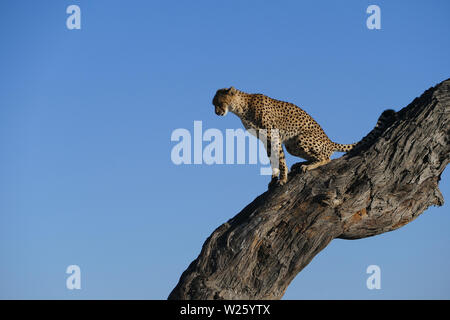 Le guépard assis dans l'arbre Banque D'Images