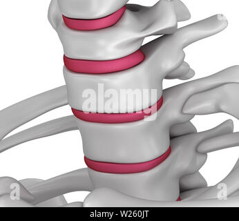 L'anatomie de la colonne vertébrale - de la région du cou, 3D illustration Banque D'Images