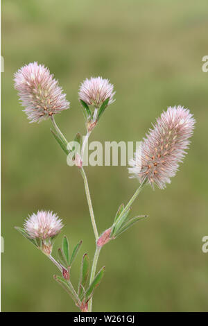 Le lièvre Trifolium arvense trèfle pied- Banque D'Images