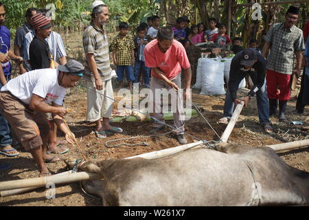 Trancher la viande de chèvre musulmane lorsque l'Eid Al Adha de Semarang, Indonésie Banque D'Images