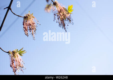 Acer negundo floraison les branches d'arbres, fleurs rouge vert incroyable en fleur, printemps pluvieux, saison, closeup détail voir Banque D'Images