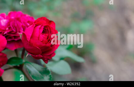 Roses rouges au soleil, roses fleuries dans le parc, vides pour le designer, bouquet de vacances pour la carte postale. Banque D'Images