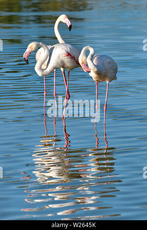 Des flamants roses (Phoenicopterus ruber) debout dans l'eau avec de grandes réflexions, dans la Camargue est une région naturelle située au sud d'Arles, France Banque D'Images