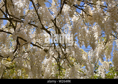 Libre de fleurs de glycine blanche Banque D'Images