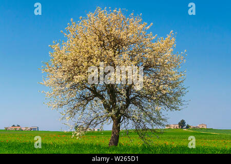 Entre les Pouilles et Basilicate : Paysage de printemps avec champ de blé.ITALIE. Arbre en fleur solitaire sur champ de maïs verts. Banque D'Images