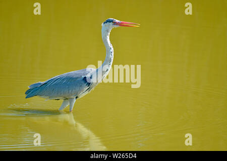 Héron cendré (Ardea cinerea) Profil de dans l'eau, dans la Camargue est une région naturelle située au sud d'Arles, France Banque D'Images