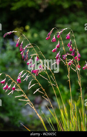 Tigridia Merlin, Anges des cannes à pêche, wandflower poussant dans un jardin de Devon. Banque D'Images