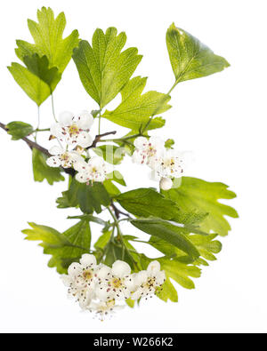 La guérison / Plantes médicinales : l'aubépine (Crataegus monogyna) isolé sur fond blanc Banque D'Images