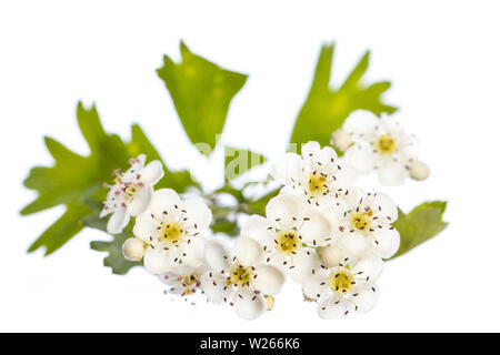 La guérison / Plantes médicinales : l'aubépine (Crataegus monogyna) branche avec des fleurs et des feuilles sur fond blanc Banque D'Images