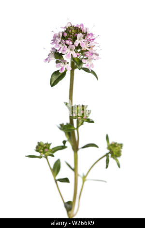 La guérison / Plantes médicinales : mountain savoureux (Satureja montana) blooming isolé sur fond blanc Banque D'Images