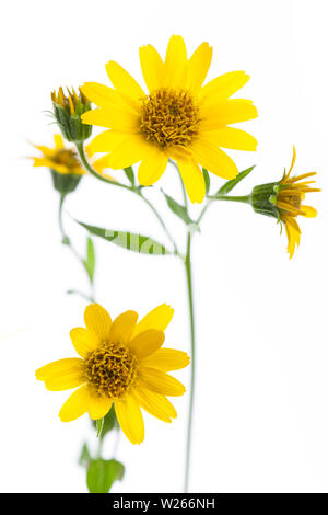 Plantes médicinales : Arnica (Arnica montana) isolé sur fond blanc Banque D'Images