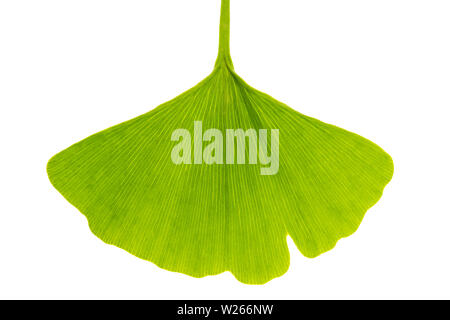 La guérison / Plantes médicinales : seul le ginko bilboa (ginko) feuille isolé sur fond blanc Banque D'Images