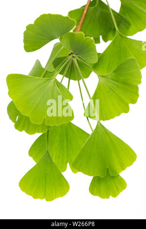 La guérison / Plantes médicinales : (ginko bilboa) Beaucoup de ginko leafs isolé sur fond blanc Banque D'Images