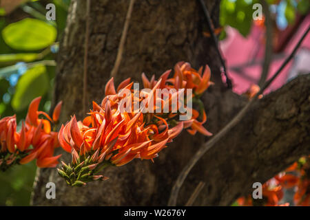 Spathodea,fleurs tulipier d'Afrique, d'incendie, Fouain bell tree, flamme de la forêt. Banque D'Images