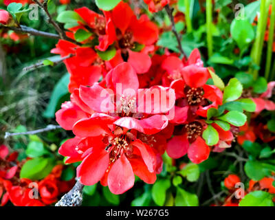 Branche avec fleurs Chaenomeles japanica close up. Banque D'Images