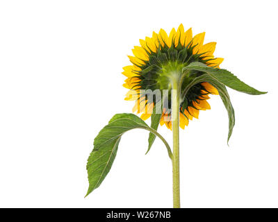 Close up côté froback de jaune tournesol en fleurs avec leafs. Isolé sur fond blanc. Banque D'Images