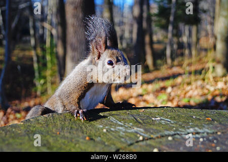 Un écureuil noir avec fourrure pelucheuse est assis sur une vieille souche et mange les noix sur une journée ensoleillée Banque D'Images