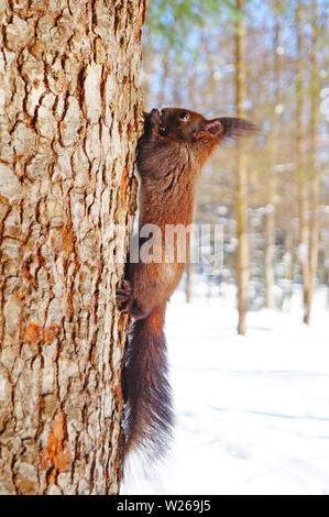 Un écureuil noir avec fourrure pelucheuse est assis sur un arbre sur un fond de neige blanche sur un jour d'hiver ensoleillé Banque D'Images