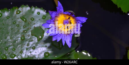 Nymphaea 'Star of Siam', une lily tropicales semi-doubles avec des pétales bleu-violet avec un centre blanc, dans un jardin à Bangkok, Thaïlande Banque D'Images