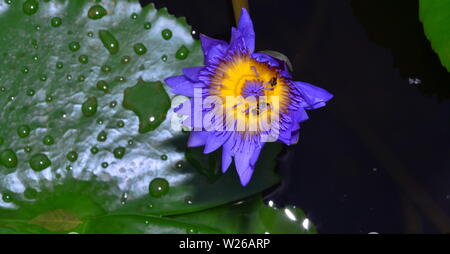 Nymphée 'Star of Siam', un lys tropical avec des pétales bleu violet semi-doubles avec un centre blanc, dans un jardin à Bangkok, Thaïlande, Asie. Banque D'Images