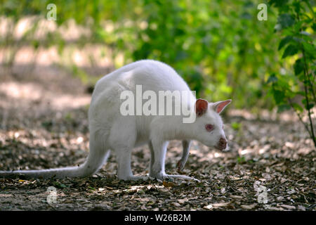 Albino Red-necked wallaby de Bennett wallaby ou (Macropus rufogriseus) sur un tapis de feuilles mortes Banque D'Images