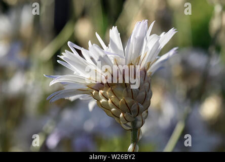 Catananche caerulea Alba, Cupid's dart Banque D'Images