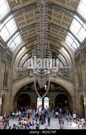 Musée d'histoire naturelle à l'intérieur Banque D'Images