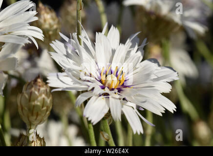 Catananche caerulea Alba, Cupid's dart Banque D'Images