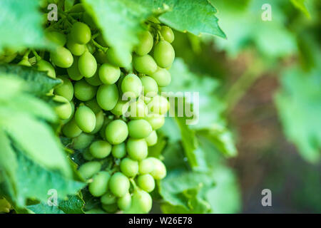 Raisin blanc, pas mûre. Pas mûr green grapes growing sur les branches.Les raisins poussent naturellement sur une branche de la vigne, à côté de feuilles vertes. Le fruit je Banque D'Images