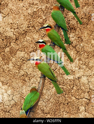 Garrelous et guady, d'importantes colonies de nidification Bee-Eaters rieuses sur thebanks du fleuve Rufiji dans la réserve de gibier de Selous, Tanzanie. Banque D'Images