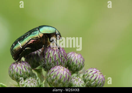 Une jolie couverture Rose ou la rose Vert Scarabée, Cetonia aurata Chafer, perché sur les fleurs de chardon. Banque D'Images