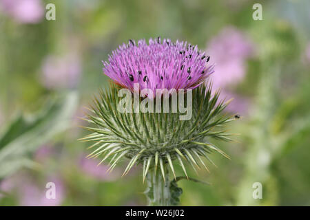Un beau coton ou chardon écossais, Onopordon acanthium Onopordon, fleur, dans un domaine en pleine croissance au Royaume-Uni. Banque D'Images
