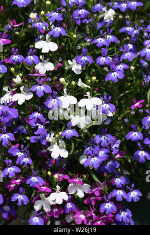 Un mélange de couleurs, de Lobelia erinus, plantes à fleurs poussant dans un jardin de la France en été. Banque D'Images