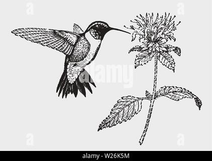 Colibri à gorge rubis (Archilochus colubris) planant au-devant d'une fleur s'épanouir. Illustration après une gravure historique du début du 20c Illustration de Vecteur