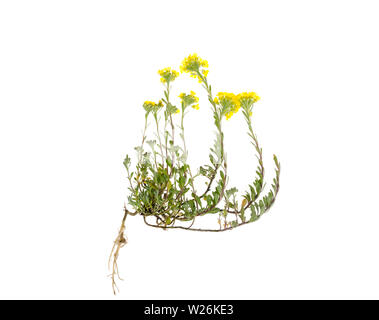 Plante médicinale avec de petites fleurs jaunes sur fond blanc Banque D'Images