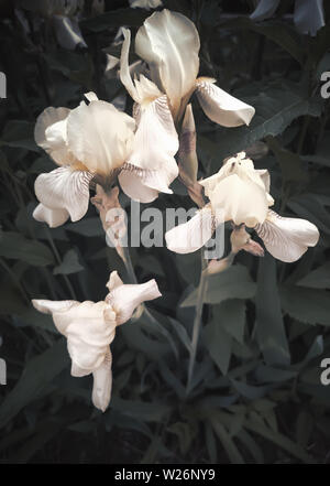 Dans le jardin en fleurs, les iris jaune pâle. Banque D'Images