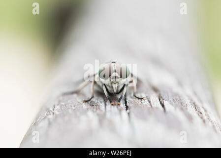 Horse-fly regarder droit devant Banque D'Images