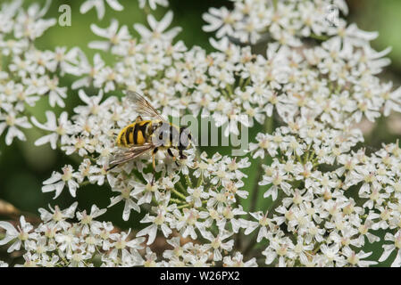L'Myathropa florea hoverfly Banque D'Images