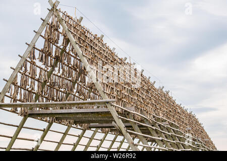 La morue séchée de l'Atlantique nord, connu sous le nom de stockfish, est le principal ingrédient de bacalao, un ragoût de poisson populaire dans la Norvège et l'Espagne. Banque D'Images