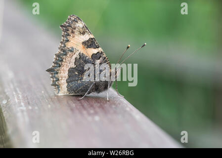 Dessous de petite écaille (Aglais urticae) Banque D'Images