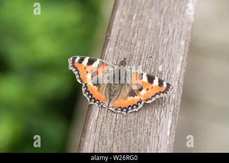 Petit repos écaille (Aglais urticae) Banque D'Images