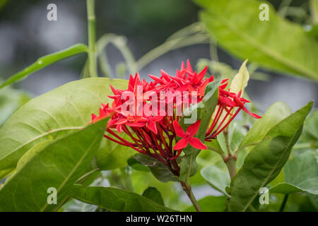 Rongon Ixora coccinea ou est une espèce de plantes de la famille des Rubiacées. C'est un arbuste à fleurs originaire du sud de l'Inde, le Bangladesh, Banque D'Images