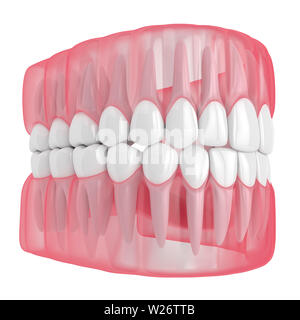 3D render of jaw avec dents sur fond blanc Banque D'Images