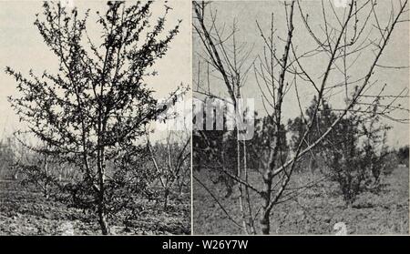 Image d'archive à partir de la page 26 de la Californie dans les vergers de feuillus de l'hiver. Vergers à feuilles caduques en Californie winters deciduousorchard179chan Année : 1951 connu tellement de succès qu'un assez grand nombre d'excellentes variétés sont maintenant disponibles, avec saveur aussi bonne que celle de ces variétés comme Elberta et J. H. Hale. Heureusement ils varient tant pour le refroidissement re- exigence et en saveur. Dans les districts de la côte, ces variétés seront meilleures qui ont suffisamment d'exigence paralysant pour retarder la floraison au printemps et de réduire le risque de gel. Dans les districts côtiers, va- rieties avec refroidissement soumise plus courte Banque D'Images