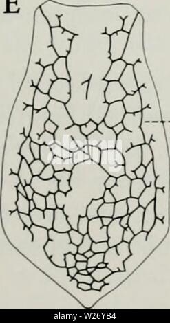 Image d'archive à partir de la page 26 de l'Cyathaspididae ; une famille de. Le Cyathaspididae ; une famille de vertébrés agnathes du Dévonien et du Silurien cyathaspididaefa135deni Année : 1964 V-lvI Banque D'Images
